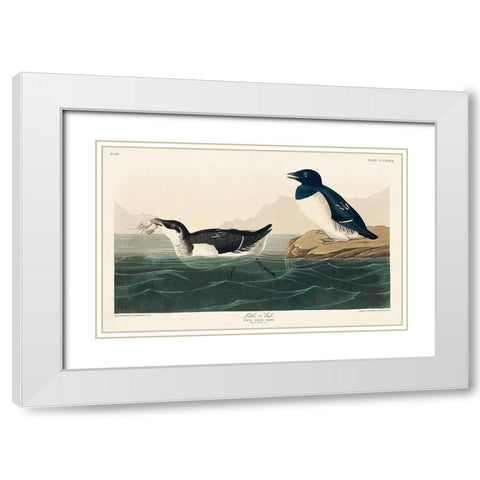 Little Auk White Modern Wood Framed Art Print with Double Matting by Audubon, John James