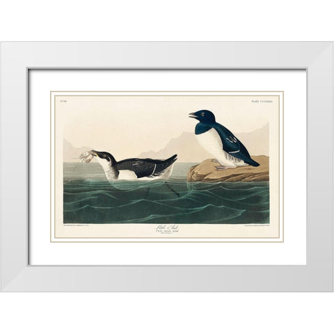 Little Auk White Modern Wood Framed Art Print with Double Matting by Audubon, John James