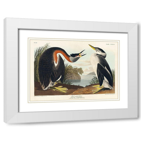 Red-necked Grebe White Modern Wood Framed Art Print with Double Matting by Audubon, John James