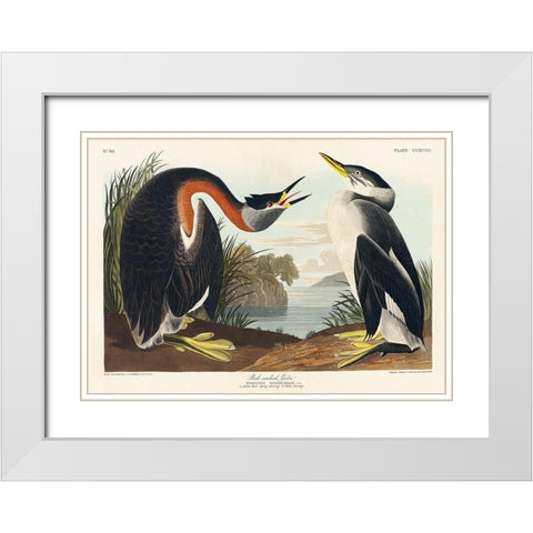 Red-necked Grebe White Modern Wood Framed Art Print with Double Matting by Audubon, John James