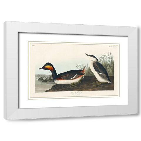 Eared Grebe White Modern Wood Framed Art Print with Double Matting by Audubon, John James