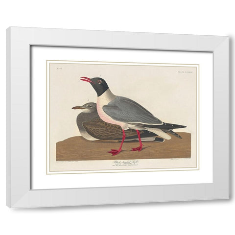 Black-headed Gull White Modern Wood Framed Art Print with Double Matting by Audubon, John James