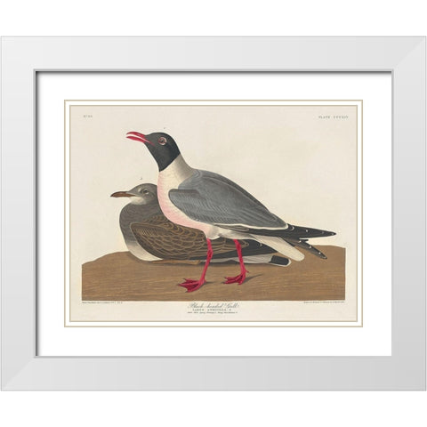 Black-headed Gull White Modern Wood Framed Art Print with Double Matting by Audubon, John James