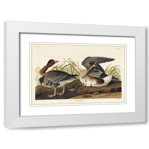 White-fronted Goose White Modern Wood Framed Art Print with Double Matting by Audubon, John James