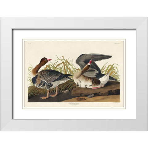 White-fronted Goose White Modern Wood Framed Art Print with Double Matting by Audubon, John James