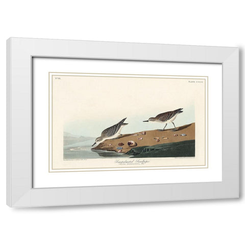 Semipalmated Sandpiper White Modern Wood Framed Art Print with Double Matting by Audubon, John James