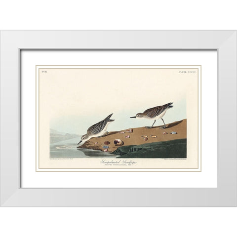 Semipalmated Sandpiper White Modern Wood Framed Art Print with Double Matting by Audubon, John James