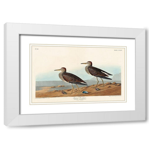Pectoral Sandpiper White Modern Wood Framed Art Print with Double Matting by Audubon, John James