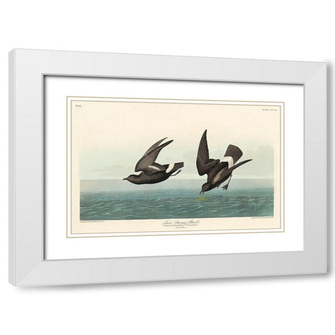 Least Stormy-Petrel White Modern Wood Framed Art Print with Double Matting by Audubon, John James
