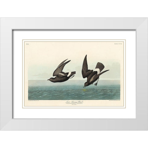 Least Stormy-Petrel White Modern Wood Framed Art Print with Double Matting by Audubon, John James