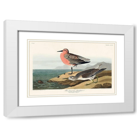 Red-breasted Sandpiper White Modern Wood Framed Art Print with Double Matting by Audubon, John James