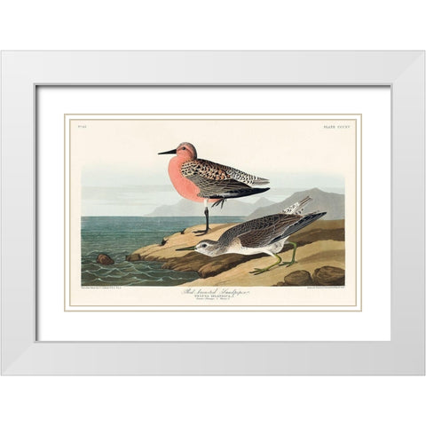 Red-breasted Sandpiper White Modern Wood Framed Art Print with Double Matting by Audubon, John James