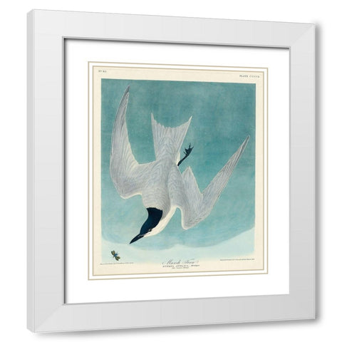 Marsh Tern White Modern Wood Framed Art Print with Double Matting by Audubon, John James
