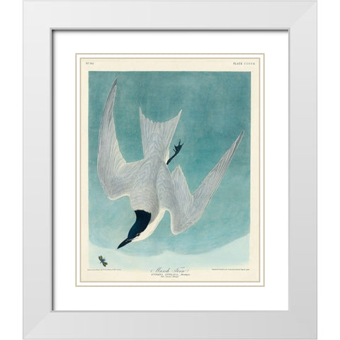 Marsh Tern White Modern Wood Framed Art Print with Double Matting by Audubon, John James
