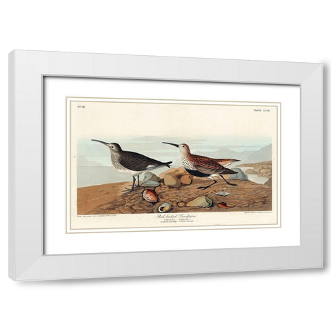 Red backed Sandpiper White Modern Wood Framed Art Print with Double Matting by Audubon, John James