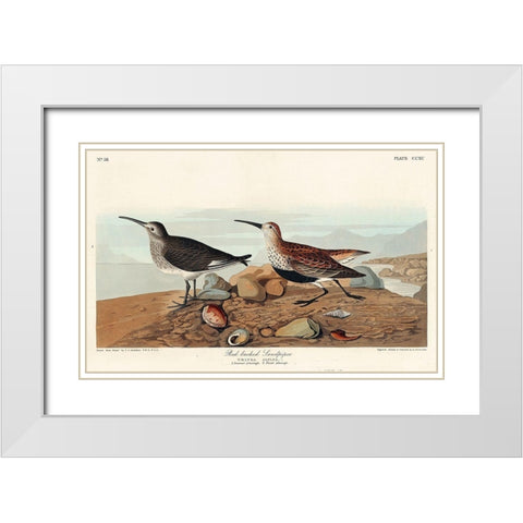 Red backed Sandpiper White Modern Wood Framed Art Print with Double Matting by Audubon, John James