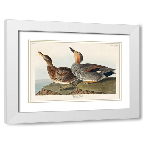 Gadwall Duck White Modern Wood Framed Art Print with Double Matting by Audubon, John James