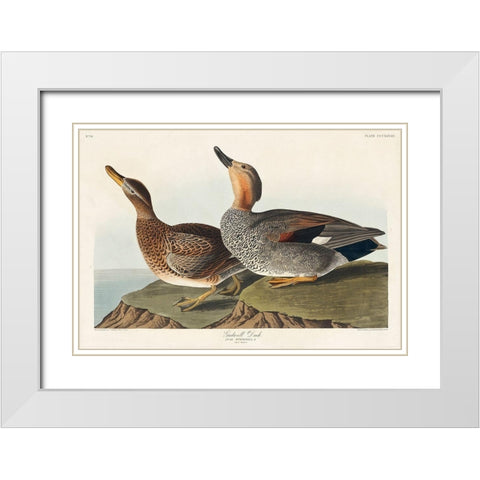 Gadwall Duck White Modern Wood Framed Art Print with Double Matting by Audubon, John James