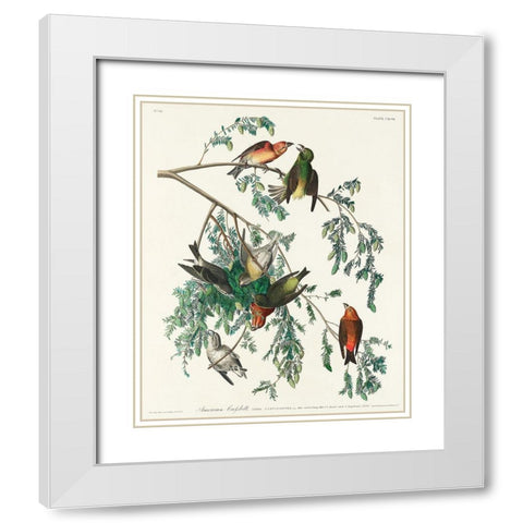 American Crossbill White Modern Wood Framed Art Print with Double Matting by Audubon, John James