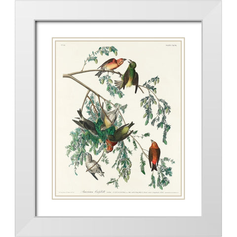 American Crossbill White Modern Wood Framed Art Print with Double Matting by Audubon, John James