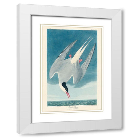 Arctic TernÂ  White Modern Wood Framed Art Print with Double Matting by Audubon, John James
