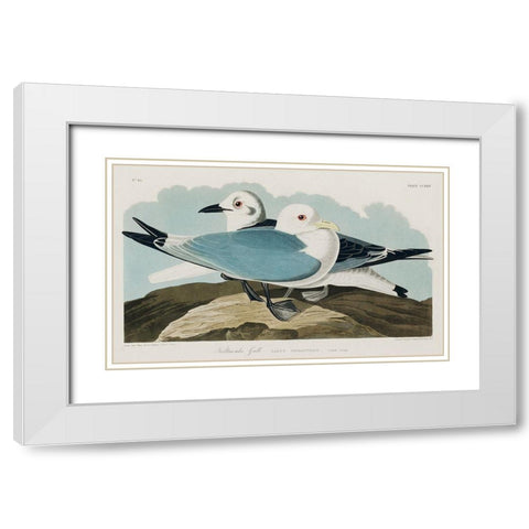 Kittiwake Gull White Modern Wood Framed Art Print with Double Matting by Audubon, John James