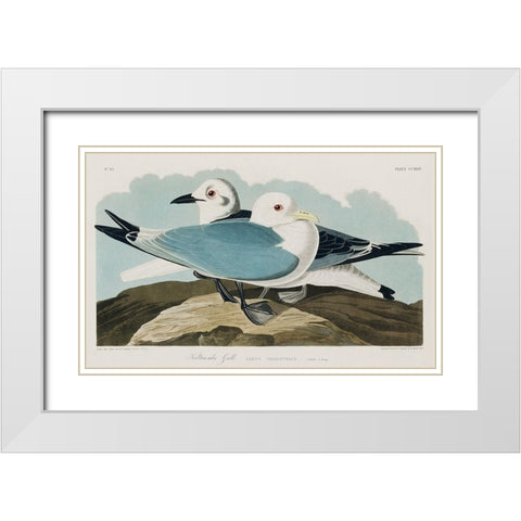 Kittiwake Gull White Modern Wood Framed Art Print with Double Matting by Audubon, John James