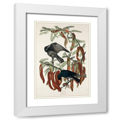 Fish Crow White Modern Wood Framed Art Print with Double Matting by Audubon, John James