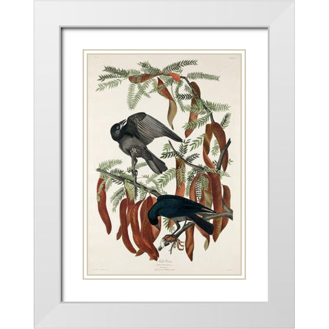 Fish Crow White Modern Wood Framed Art Print with Double Matting by Audubon, John James