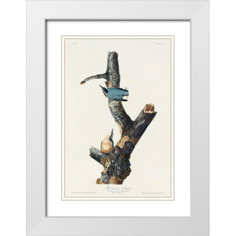 Red-breasted Nuthatch White Modern Wood Framed Art Print with Double Matting by Audubon, John James