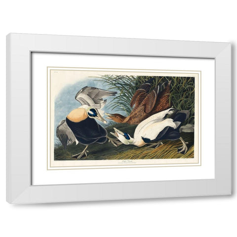Eider Duck White Modern Wood Framed Art Print with Double Matting by Audubon, John James