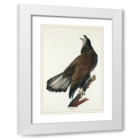 White-headed Eagle White Modern Wood Framed Art Print with Double Matting by Audubon, John James