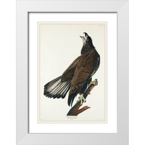 White-headed Eagle White Modern Wood Framed Art Print with Double Matting by Audubon, John James