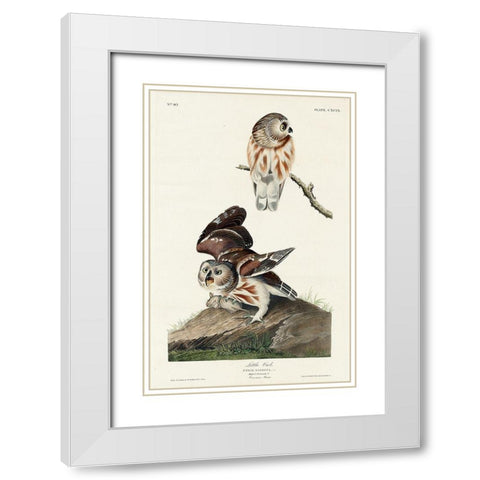 Little Owl White Modern Wood Framed Art Print with Double Matting by Audubon, John James