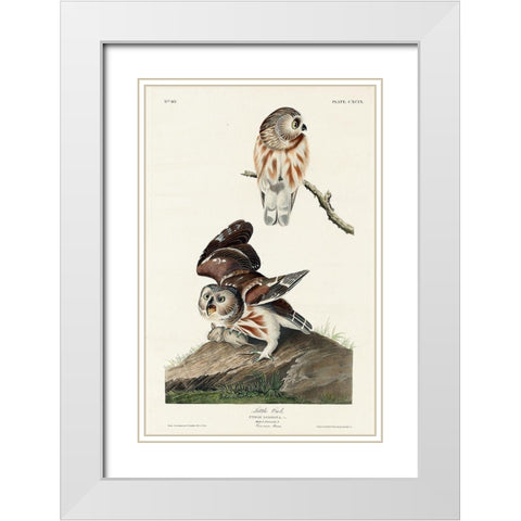 Little Owl White Modern Wood Framed Art Print with Double Matting by Audubon, John James