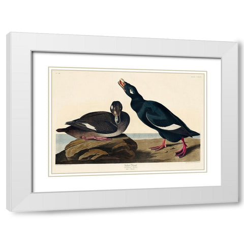 Velvet Duck White Modern Wood Framed Art Print with Double Matting by Audubon, John James