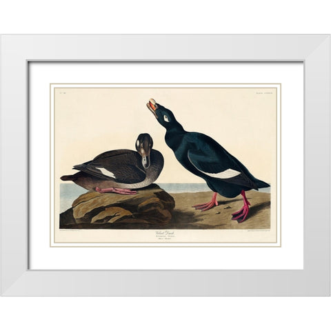 Velvet Duck White Modern Wood Framed Art Print with Double Matting by Audubon, John James