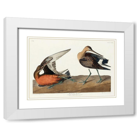 Hudsonian Godwit White Modern Wood Framed Art Print with Double Matting by Audubon, John James