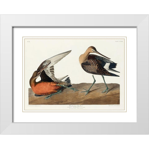 Hudsonian Godwit White Modern Wood Framed Art Print with Double Matting by Audubon, John James
