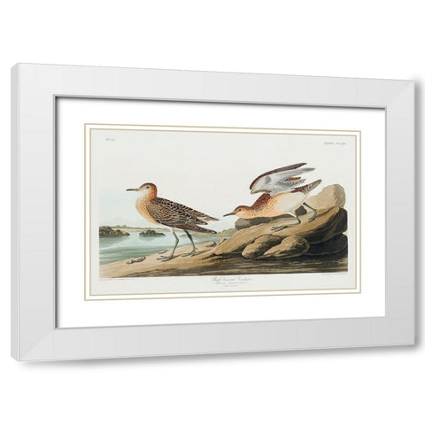 Buff breasted Sandpiper White Modern Wood Framed Art Print with Double Matting by Audubon, John James