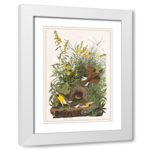 Meadow Lark White Modern Wood Framed Art Print with Double Matting by Audubon, John James