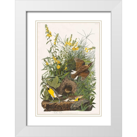 Meadow Lark White Modern Wood Framed Art Print with Double Matting by Audubon, John James