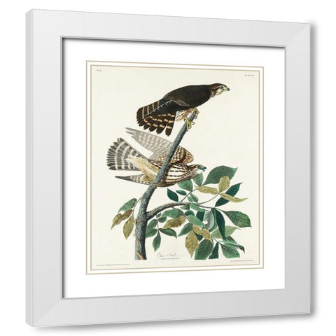Pigeon Hawk White Modern Wood Framed Art Print with Double Matting by Audubon, John James