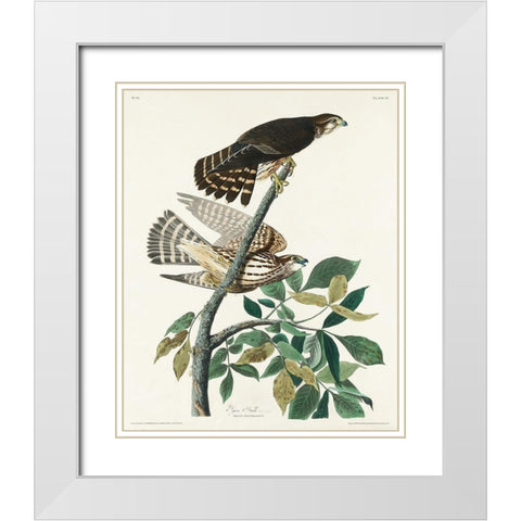 Pigeon Hawk White Modern Wood Framed Art Print with Double Matting by Audubon, John James