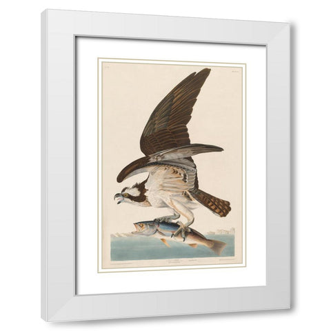 Fish Hawk, or Osprey White Modern Wood Framed Art Print with Double Matting by Audubon, John James