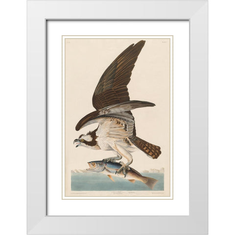Fish Hawk, or Osprey White Modern Wood Framed Art Print with Double Matting by Audubon, John James
