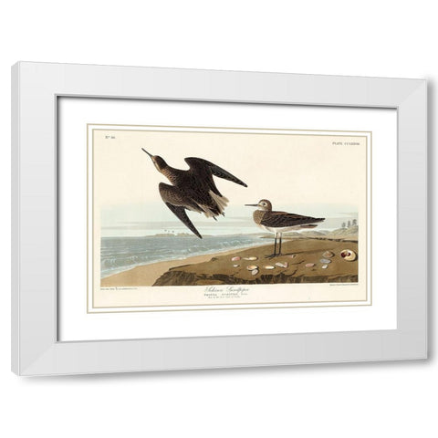 Schinzs Sandpiper White Modern Wood Framed Art Print with Double Matting by Audubon, John James