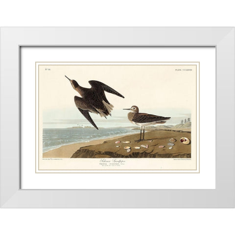 Schinzs Sandpiper White Modern Wood Framed Art Print with Double Matting by Audubon, John James