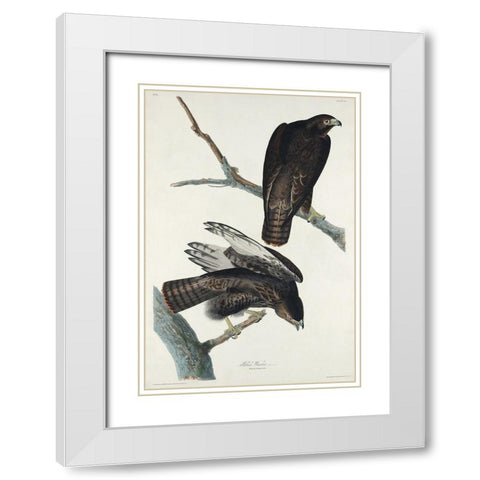 Black Warrior White Modern Wood Framed Art Print with Double Matting by Audubon, John James