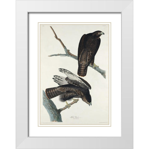 Black Warrior White Modern Wood Framed Art Print with Double Matting by Audubon, John James